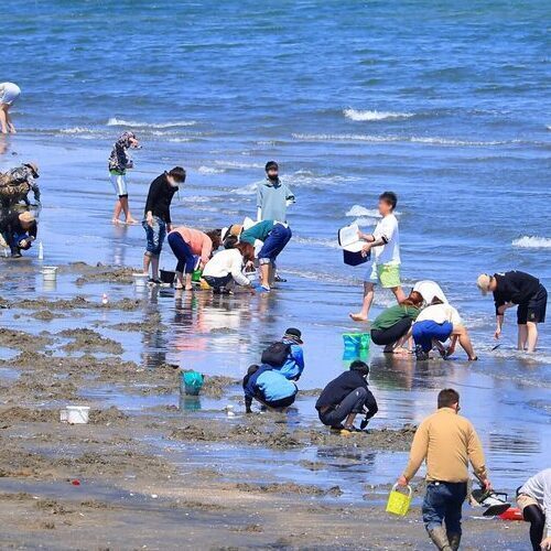 御殿場海岸潮干狩り