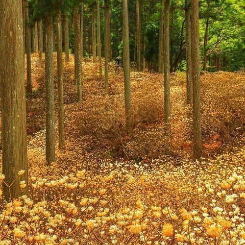 ミツマタ群生地