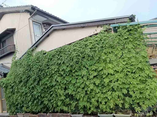 写真:グリーンのカーテン作品1