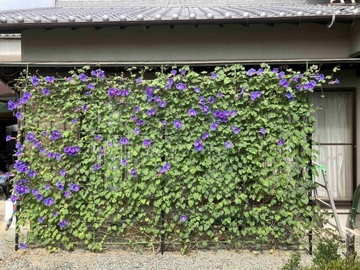 写真:グリーンのカーテン作品2