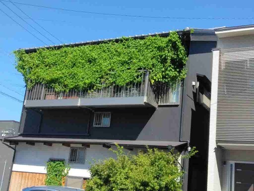 写真:グリーンのカーテン作品4