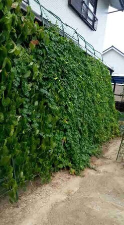 写真:グリーンのカーテン作品5