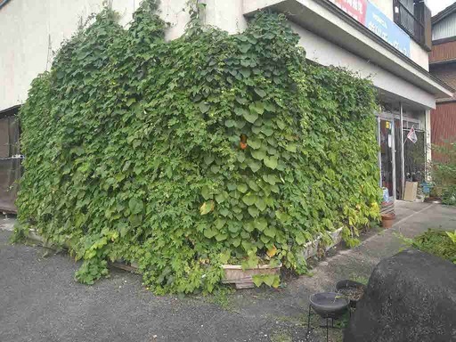 写真:グリーンのカーテン 前川モータース