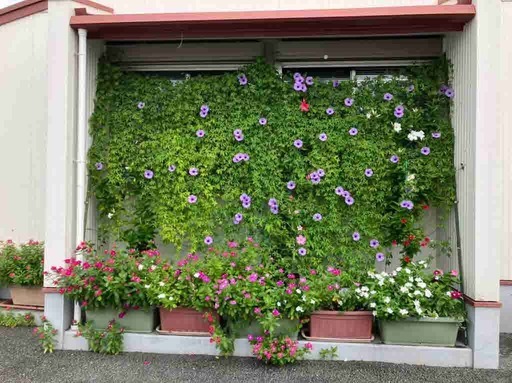 写真:グリーンのカーテン 井村屋グループ イムラ株式会社