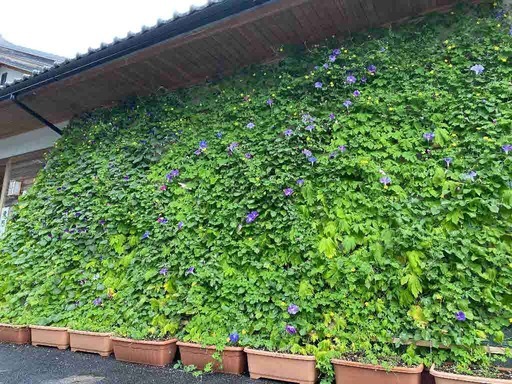 写真:グリーンのカーテン 津市八幡出張所