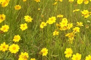 写真：オオキンケイギク