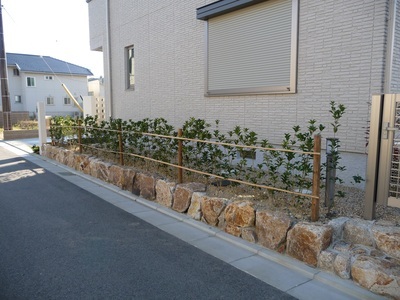 写真：生け垣緑化用苗木