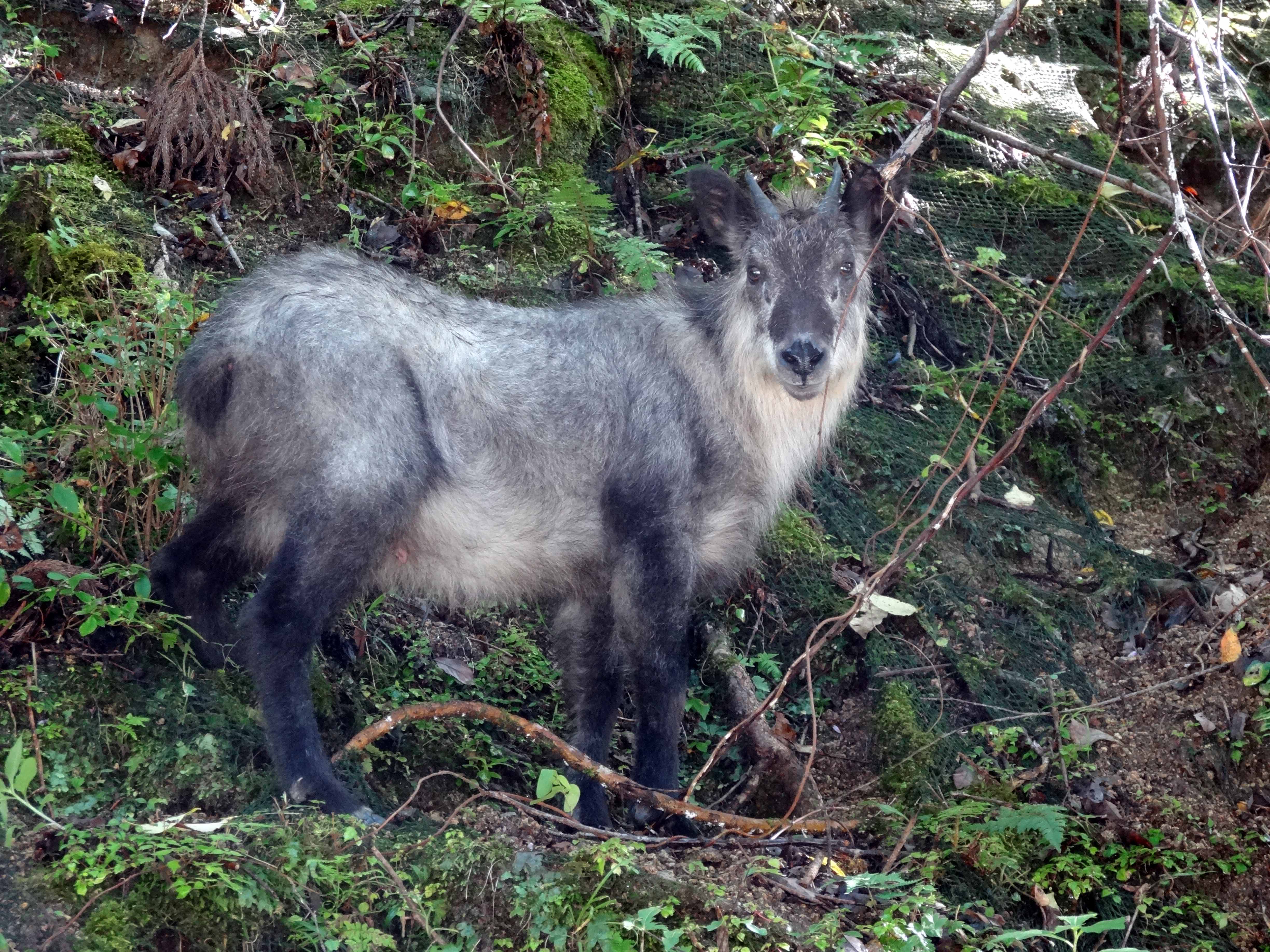 写真：ニホンカモシカ