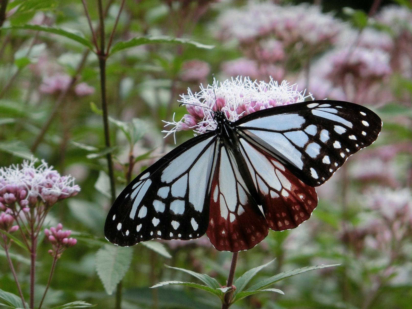 写真：アサギマダラ