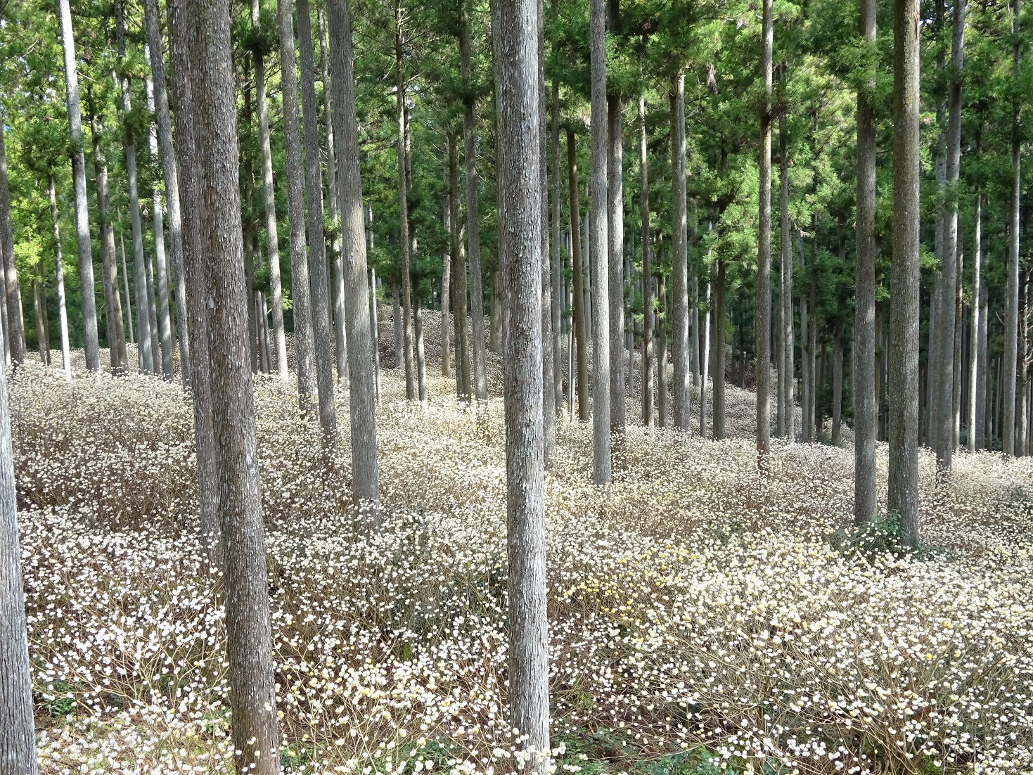 写真：ミツマタ群生地