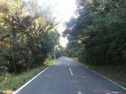写真:道路上に張り出した樹木