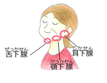 イラスト:唾液腺