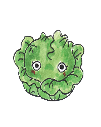 イラスト：キャベツ