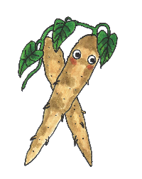 イラスト：自然薯