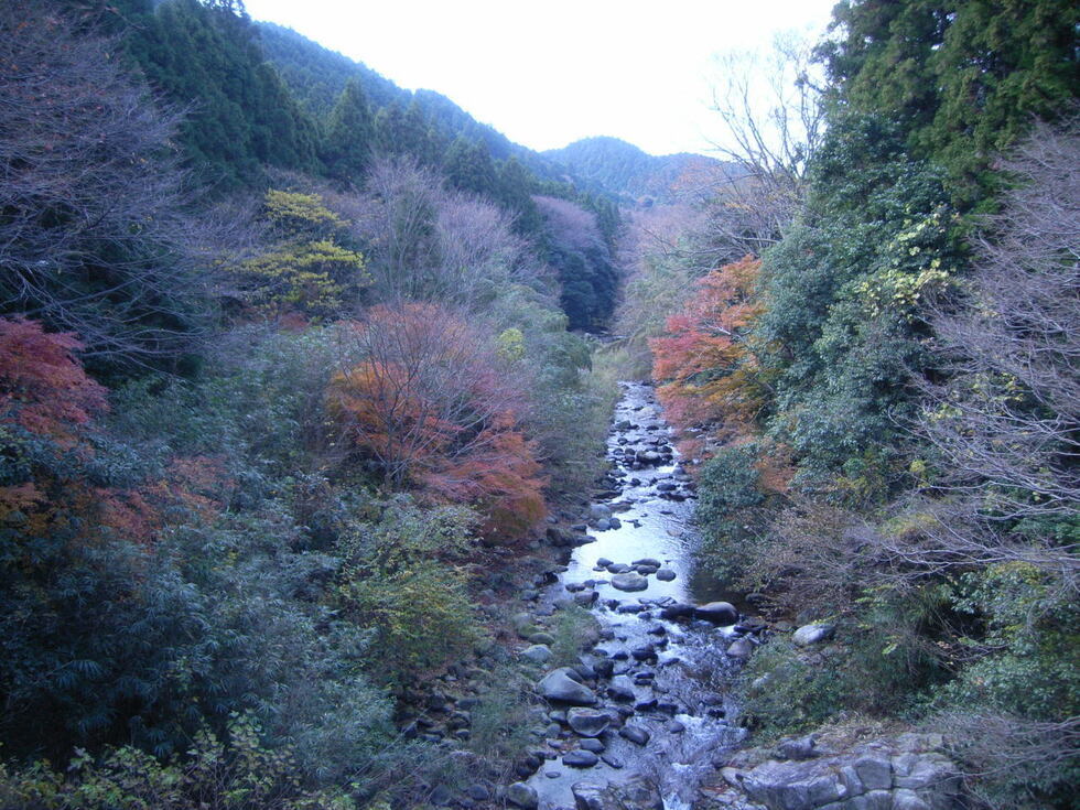 写真：広葉樹と渓谷