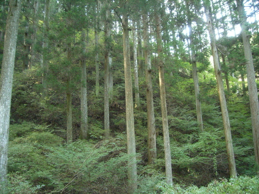 写真：下層植生