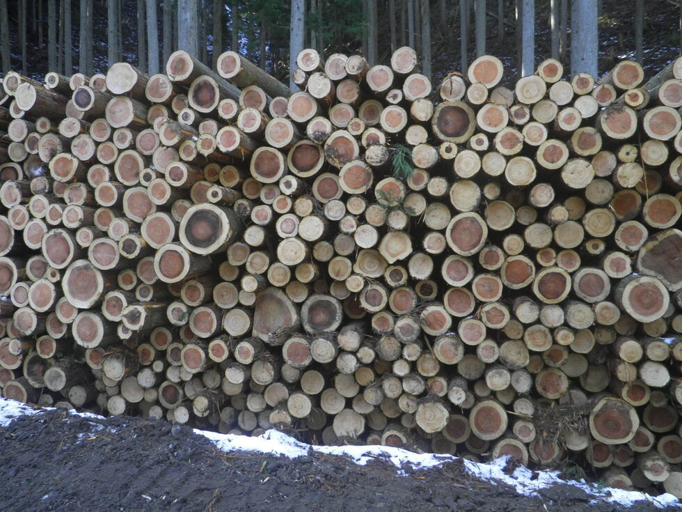 写真：木材生産