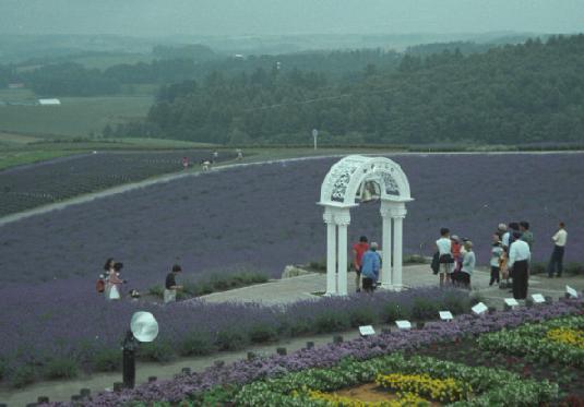 写真：観光客でにぎわうラベンダー畑