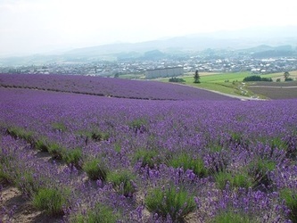 写真：日の出ラベンダー園