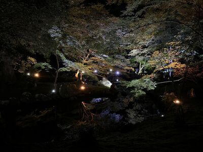写真:名勝北畠氏館跡庭園ライトアップ3