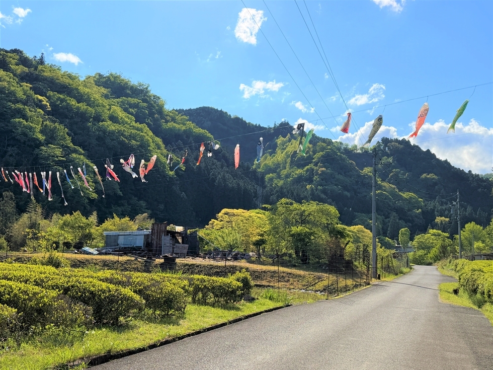 写真：多気地域のこいのぼり