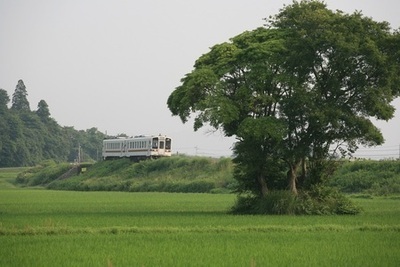 写真： 水田と巨木と名松線