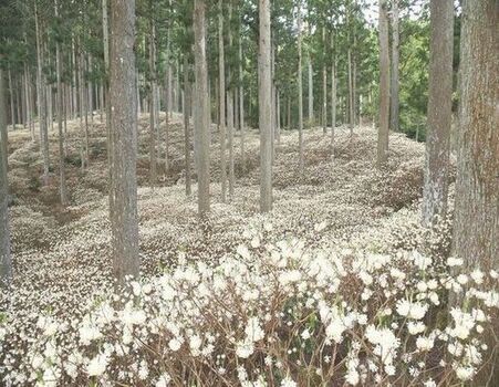 写真：ミツマタ群生地の様子