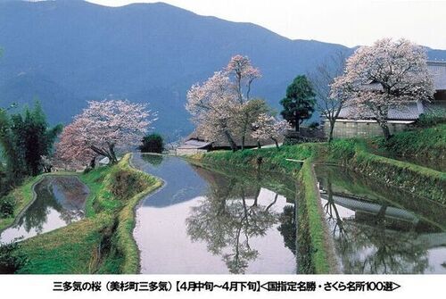 写真：三多気の桜（美杉町三多気）【4月中旬～4月下旬】＜国指定名勝・さくら名所100選＞