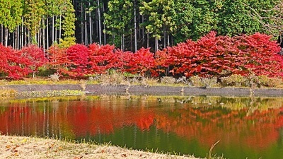 写真:紅葉状況 MAP-4-1