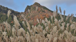 写真:紅葉状況 MAP-5-2