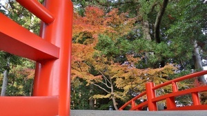 写真:紅葉状況 MAP-6-3