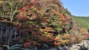 写真:紅葉状況 MAP-3-3