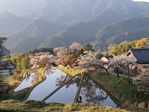 写真：三多気の桜の様子