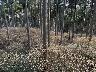 写真：ミツマタ群生地の様子1