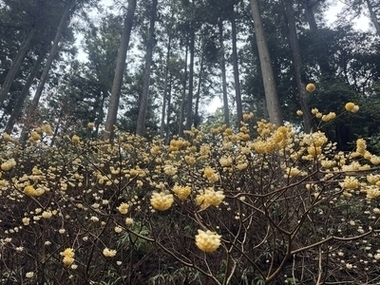 写真：ミツマタ群生地の様子2
