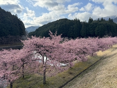 写真：大妻池の河津桜並木
