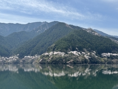 写真：君ケ野ダム湖畔の桜