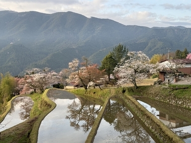 写真：三多気の桜