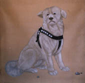 写真:忠犬ハチ公