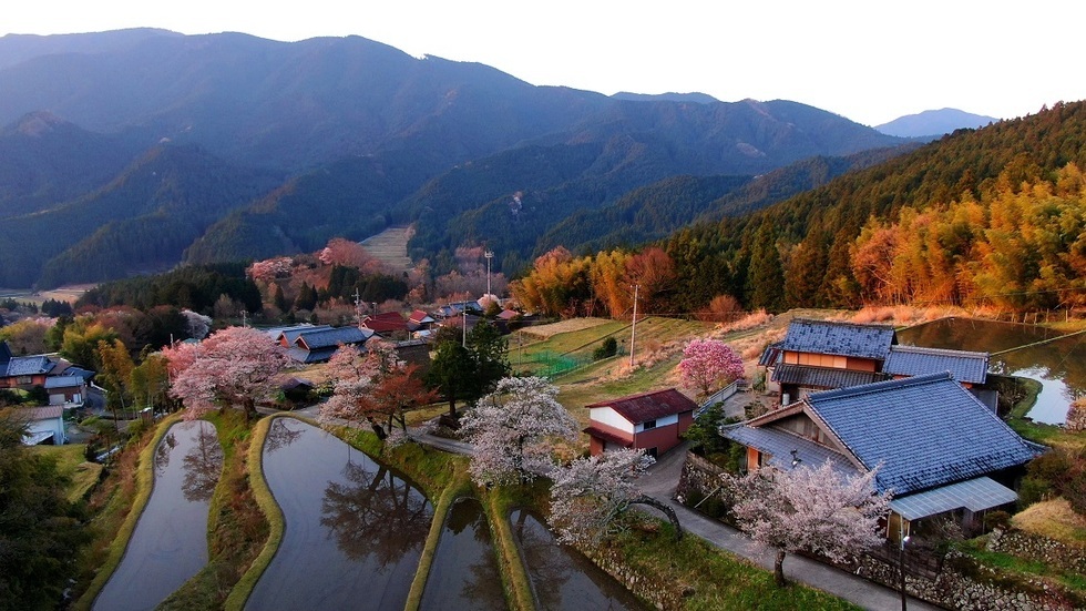 写真：三多気の桜（空撮）