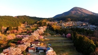 写真：三多気の桜1