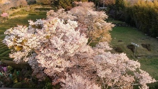 写真：三多気の桜2