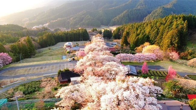 写真：三多気の桜3
