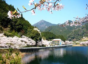 写真：錫杖湖の桜