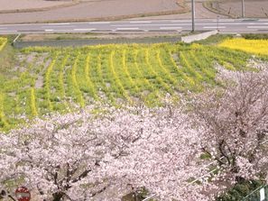 写真：榊原温泉さくら祭り
