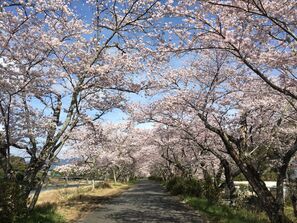 写真：亀ヶ広桜並木