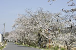 写真：大仰河川桜並木