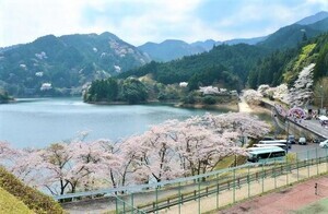 写真：錫杖湖の桜