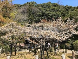 写真：長徳寺の龍王桜