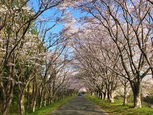 写真：北神山花街道の桜のトンネル